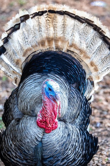 Turkey