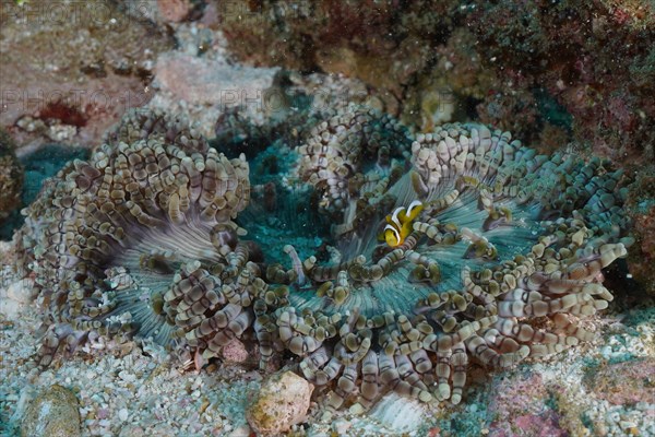 Beaded anemone