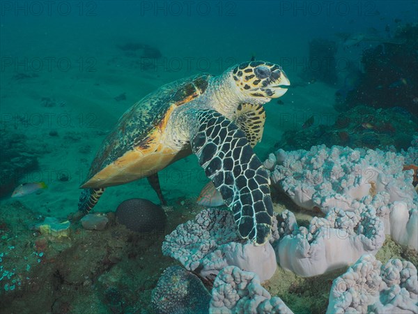 Pacific hawksbill turtle