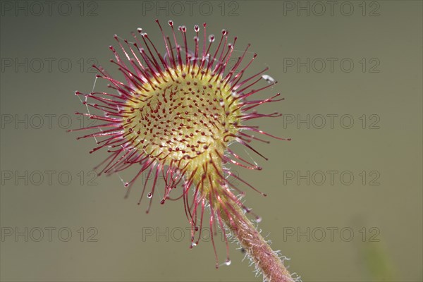 Round-leaved sundew