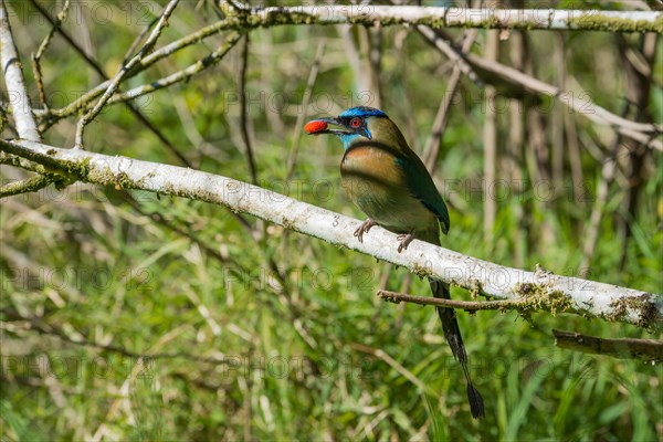 Blauscheitelmotmot