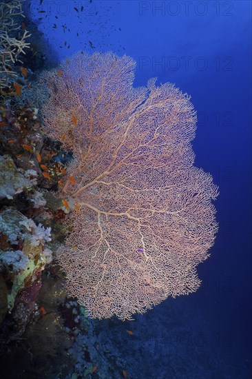 Giant sea fan