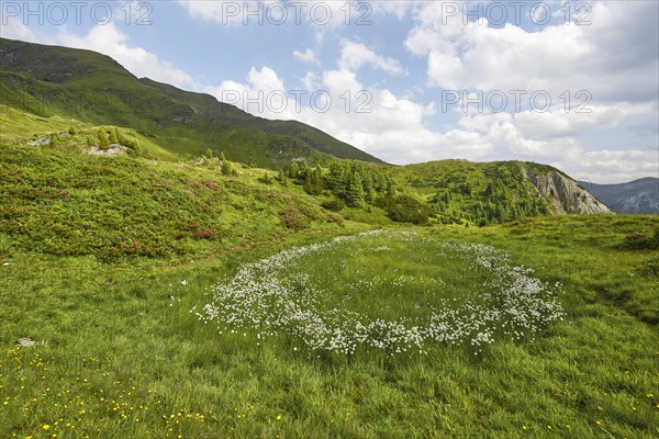 Circle of cotton grass with alpine bush