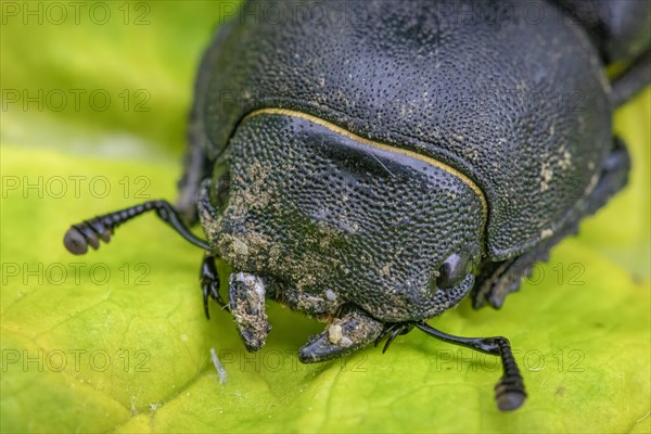 Lesser stag beetle