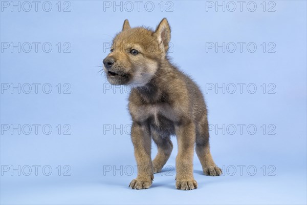 European gray wolf