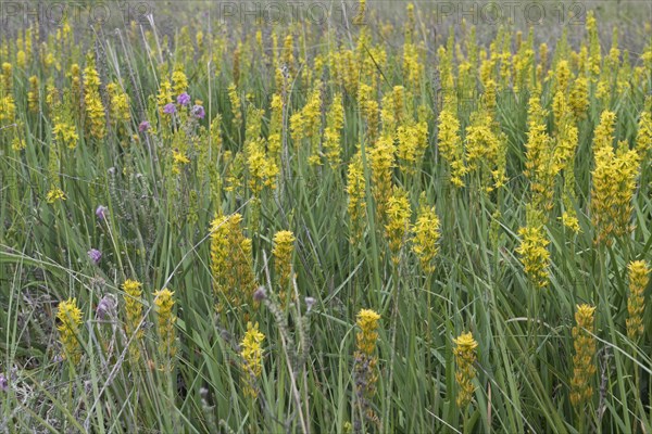 Bog asphodel