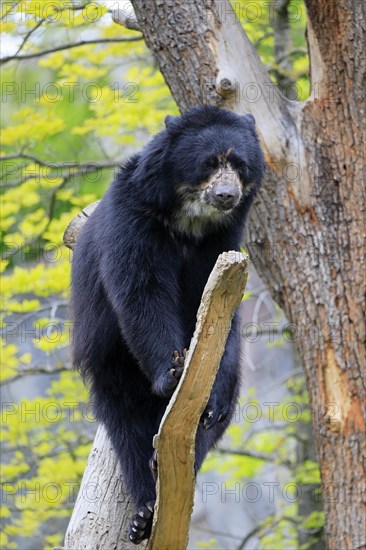 Spectacled bear