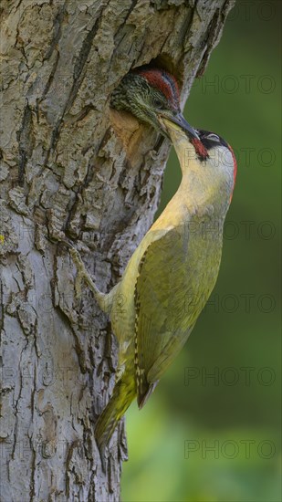 European green woodpecker