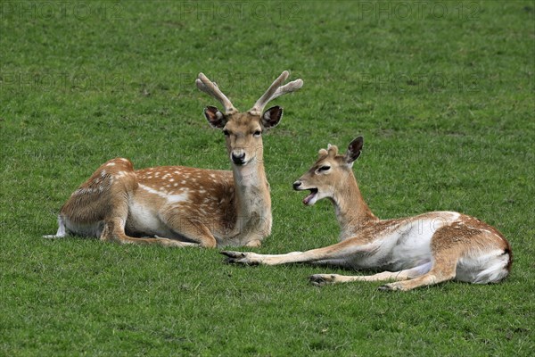 Mesopotamian fallow deer