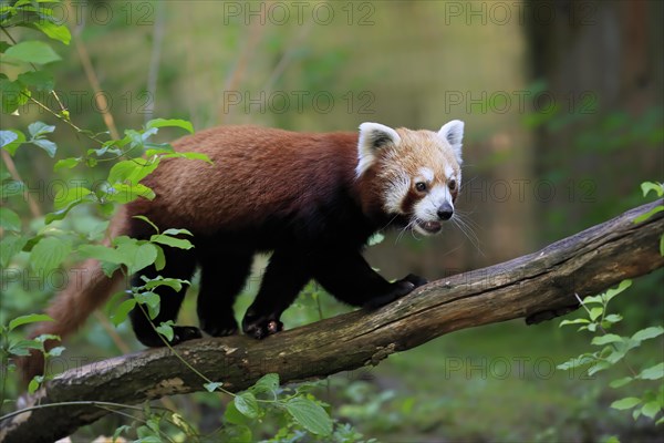 Red panda