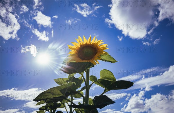 Single flower of a sunflower