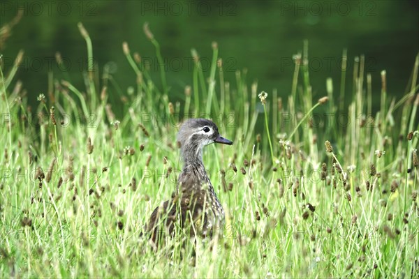 Young mandarin duck