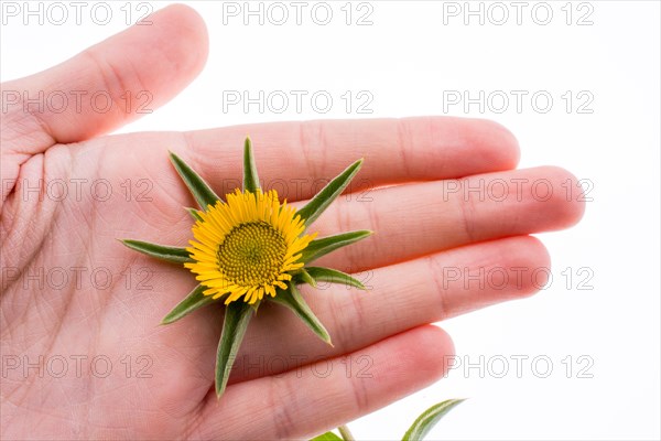 Hand holding yellow sunflower on a white background