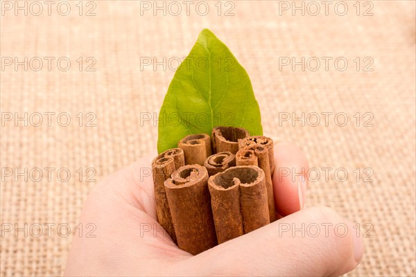 Bundle of cinnamon sticks on a linen canvas background