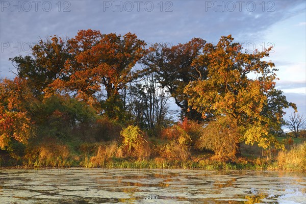 Autumn in the floodplain