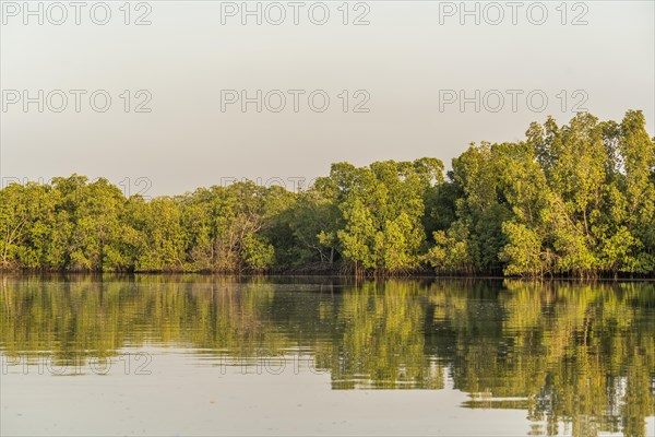 Mangroves on a branch of the Gambia River near Bintang