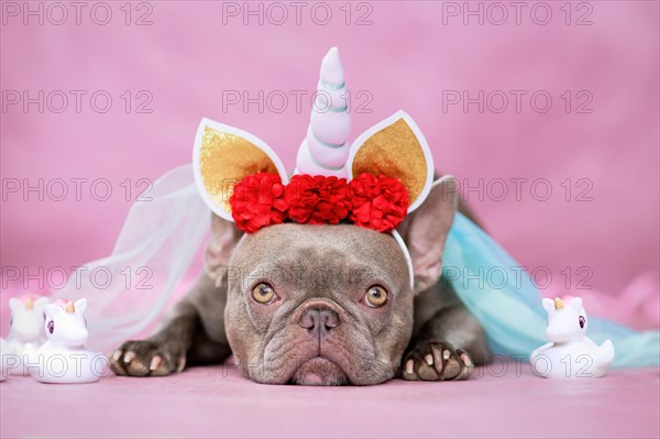 Adorable French Bulldog dog with unicorn costume headband with horn