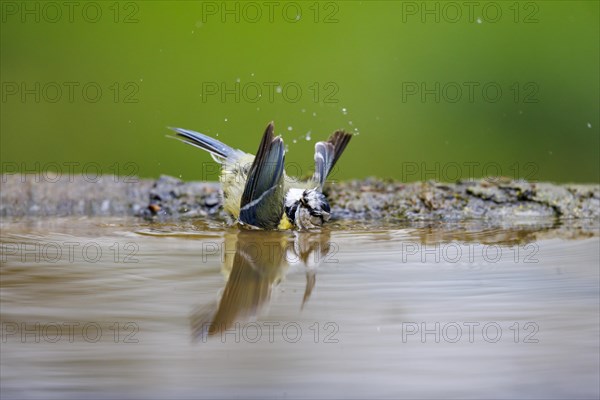Bathing Blue Tit