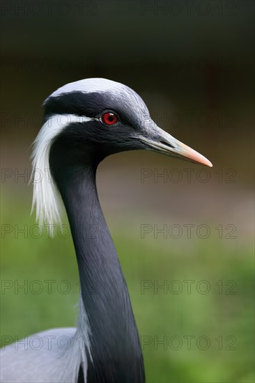 Demoiselle crane