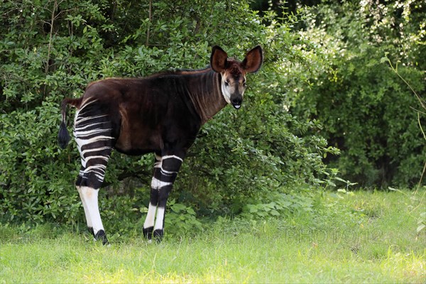 Okapi