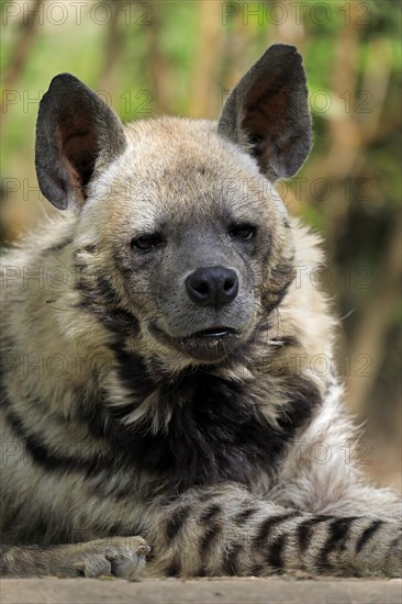 Striped hyena