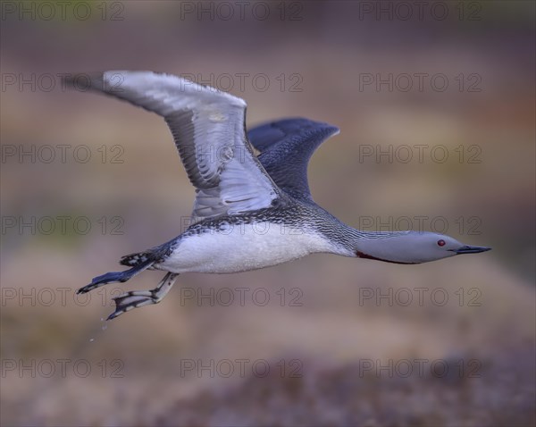 Red-throated diver