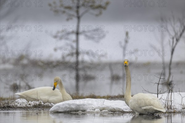 Whooper Swan