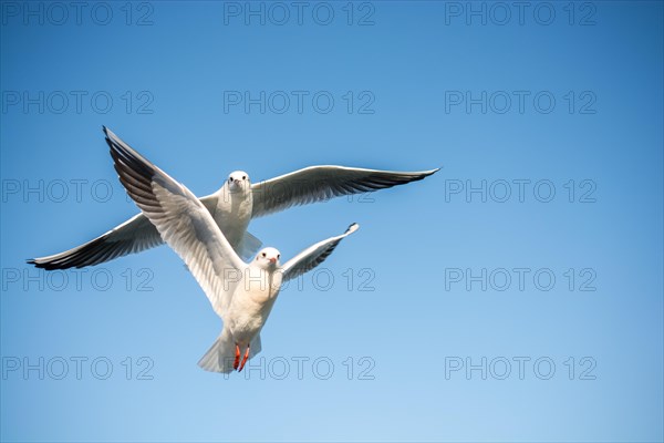 Pair of seagulls flying in blue a sky background