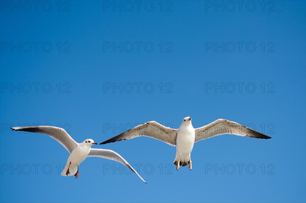 Pair of seagulls flying in the sky background