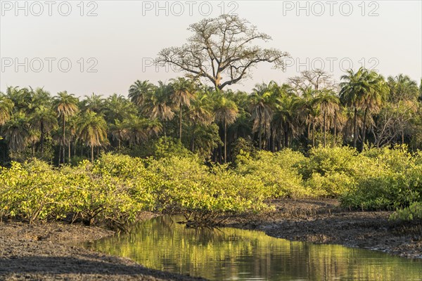 Landscape on a branch of the Gambia River near Bintang