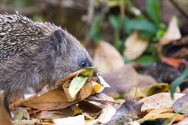 European hedgehog