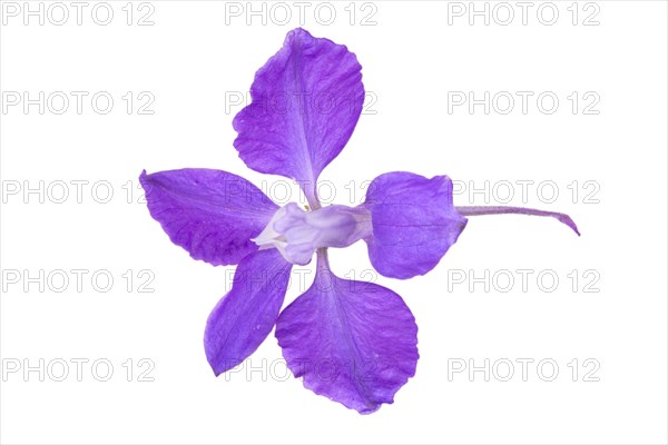 Rocket larkspur