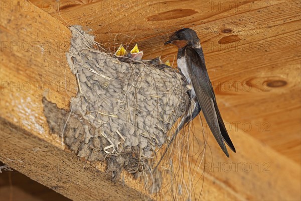 Barn swallow