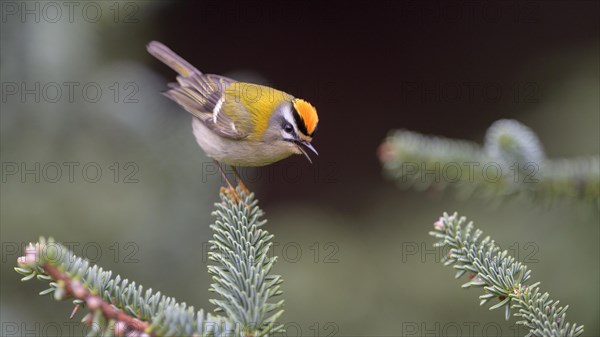 Summer Goldcrest