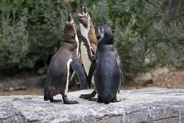 Humboldt penguin