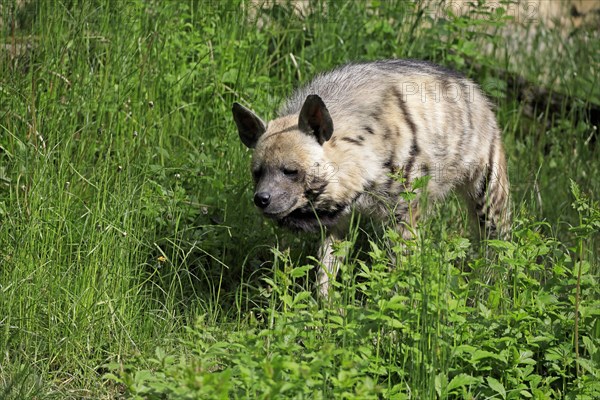 Striped hyena