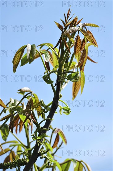 Persian walnut