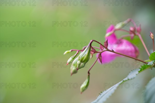 Himalayan balsam