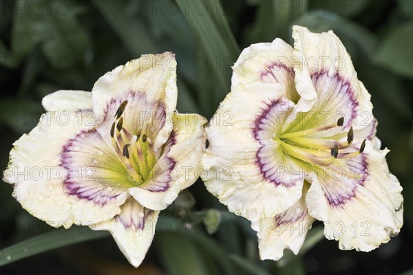 Daylily