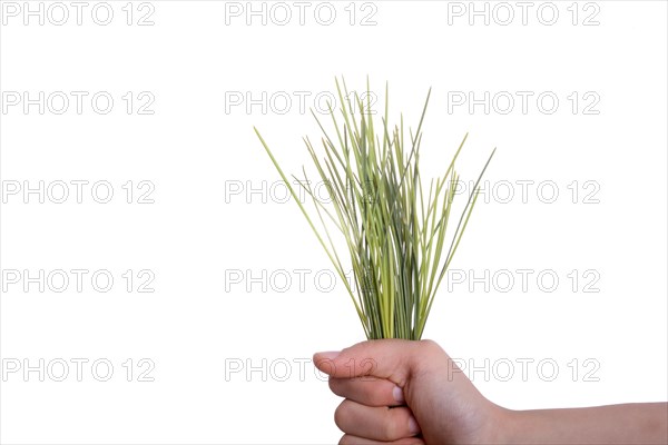 Child holding a bunch of grass in hand on a white background