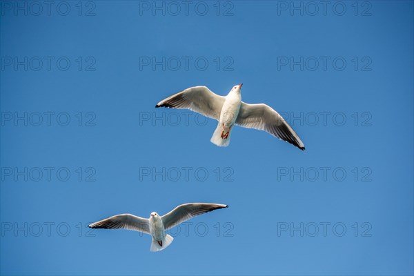 Pair of seagulls flying in the sky background