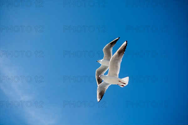 Pair of seagulls are flying in sky over the sea waters