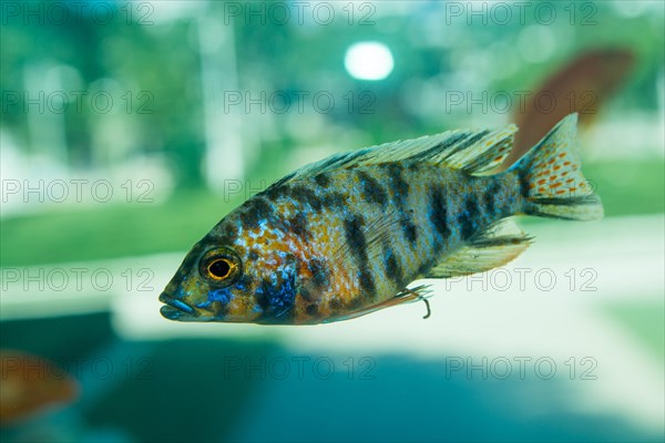 Beautiful colorful fish swims in the aquarium environment