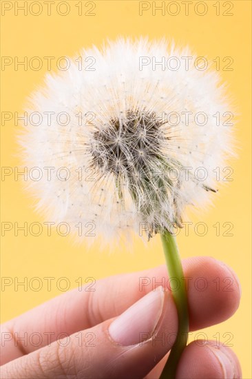 Hand holding White Dandelion flower on background