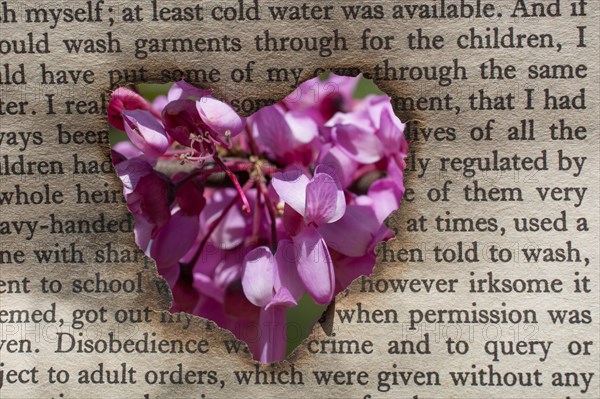 Flowers seen through heart shape cut out of cardboard