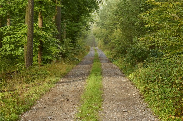 Forest path