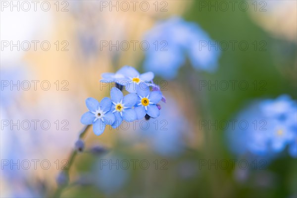 Forget-me-not