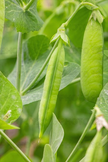 Peas