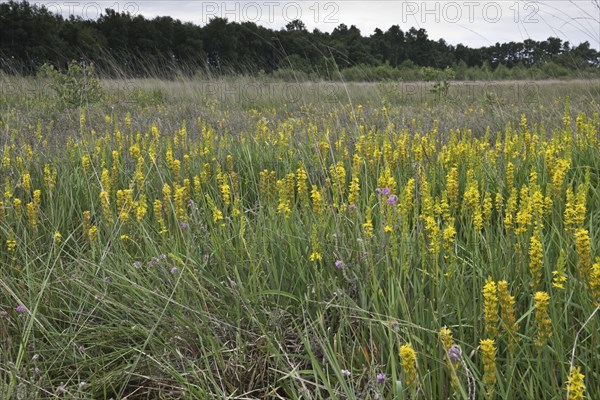 Bog asphodel