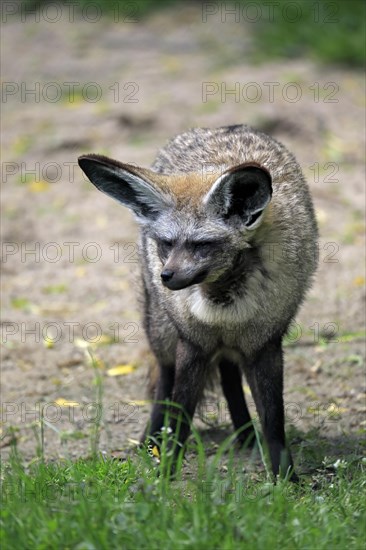 Bat-eared fox